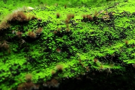 Bí quyết phòng-diệt rêu (tảo) hại – Algae Guide _ Phần 1
