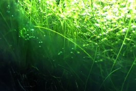 Bí quyết phòng-diệt rêu (tảo) hại – Algae Guide _ Phần 4