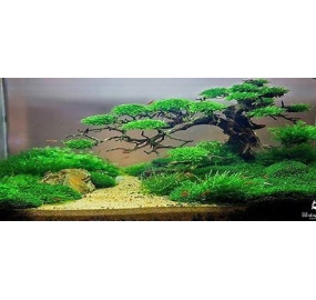 Hồ thủy sinh ST_90 x 45 x 45
