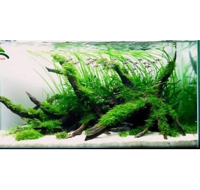 Hồ thủy sinh_120 x 50 x 50