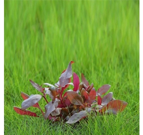 Alternanthera reineckii Lila_1