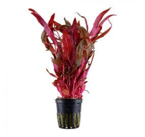 Alternanthera reineckii Pink _1