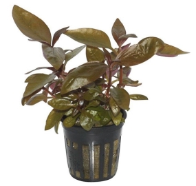 Alternanthera reineckii 'Purple'_1