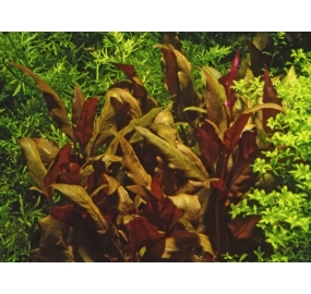 Alternanthera reineckii 'Purple'_2