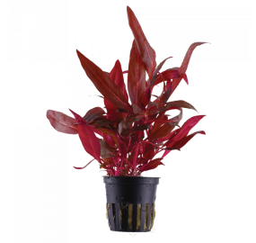Alternanthera reineckii Rosanervig_1