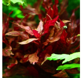 Alternanthera reineckii Rosanervig_4