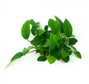 Anubias barteri nana