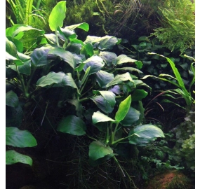 Anubias barteri nana_2