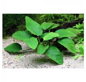 Anubias barteri nana_2