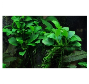Anubias barteri v. nana Petite_2