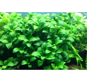 Anubias barteri v. nana Petite_3