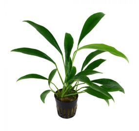 Anubias barteri var. angustifolia_1