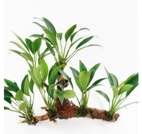 Anubias barteri var. angustifolia