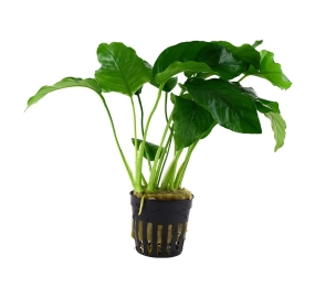 Anubias barteri var. barteri