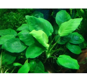 Anubias barteri var. barteri_3
