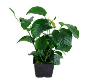 Anubias barteri var. caladiifolia_1