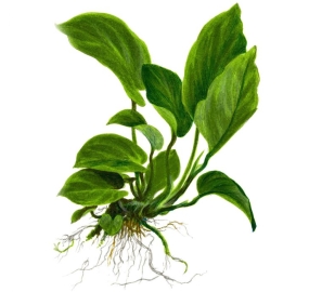 Anubias barteri var. caladiifolia_3