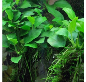 Anubias barteri var. caladiifolia_4