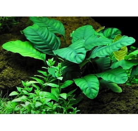 Anubias barteri var. caladiifolia_5