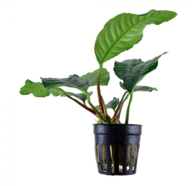 Anubias barteri var. coffeefolia_1