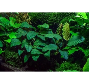 Anubias barteri var. coffeefolia_3