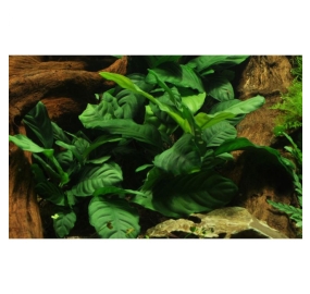 Anubias barteri var. coffeefolia_2