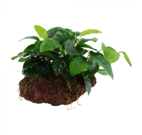 Anubias barteri var. nana on lava stone_1