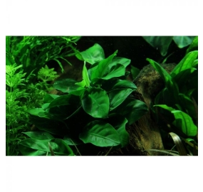 Anubias barteri var. nana on lava stone_2