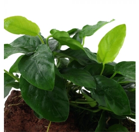 Anubias barteri var. nana on lava stone_4