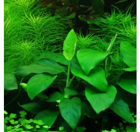 Anubias barteri var. nana_2