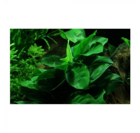 Anubias barteri var. nana_4