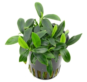 Anubias barteri var. nana
