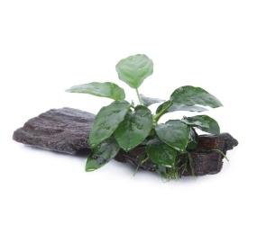 Anubias barteri var. nana_5