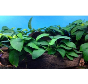 Anubias barteri_2