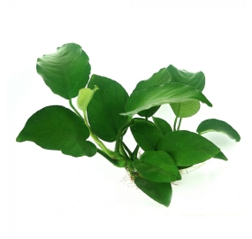 Anubias barteri_1