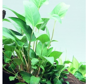 Anubias nana Bonsai_5