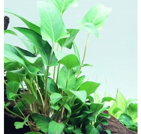 Anubias gracilis_1