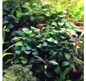 Anubias nana Bonsai_2