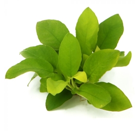 Anubias nana Gold_1