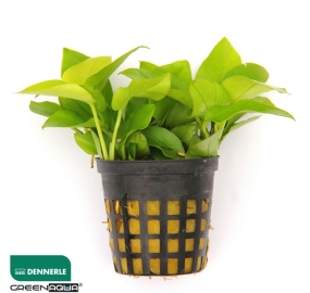 Anubias nana Gold_3