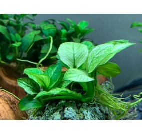 Anubias Nana 'Pinto'_2