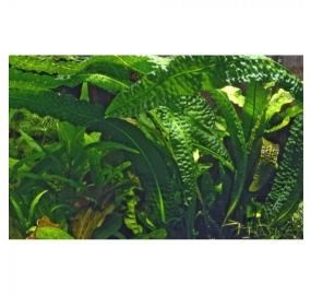 Aponogeton boivinianus_2