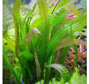 Aponogeton boivinianus_3