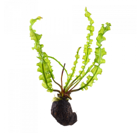 Aponogeton longiplumulosus_1
