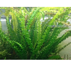 Aponogeton longiplumulosus_2