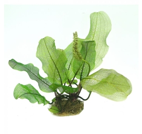 Aponogeton madagascariensis_1