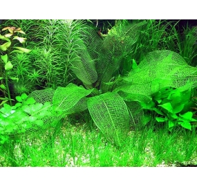 Aponogeton madagascariensis_3