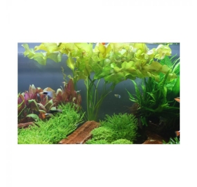 Aponogeton ulvaceus_1
