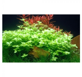 Bacopa australis_2