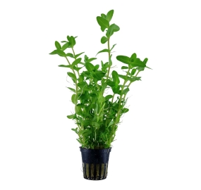 Bacopa caroliniana